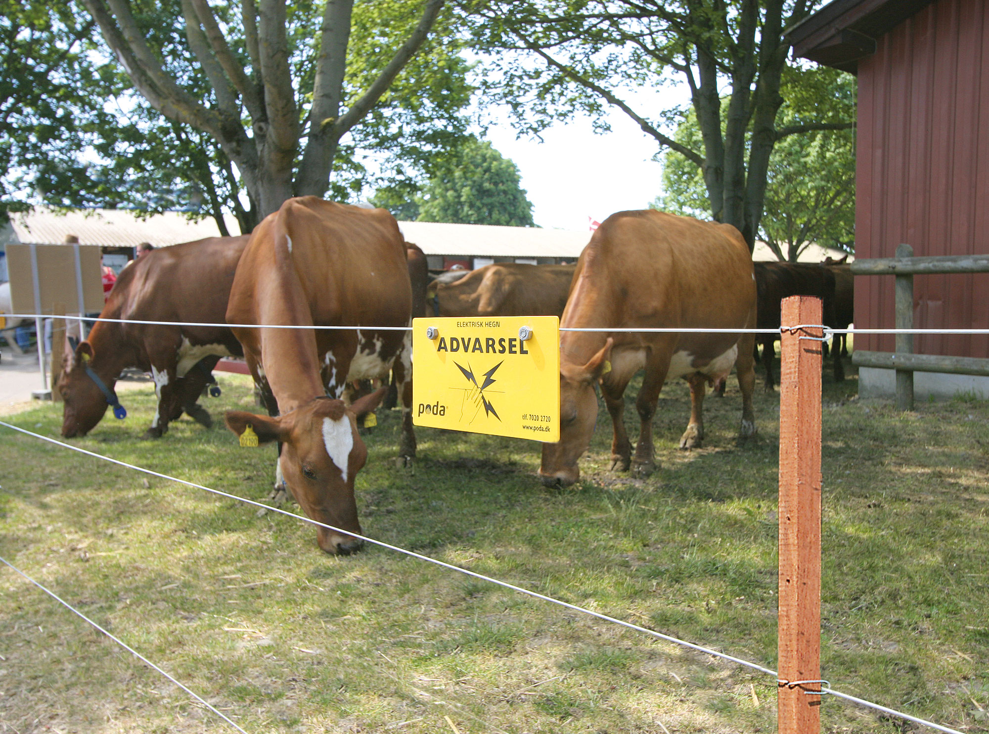 Een kudde bruine koeien staat achter een elektrisch hek in een kleine omheining.