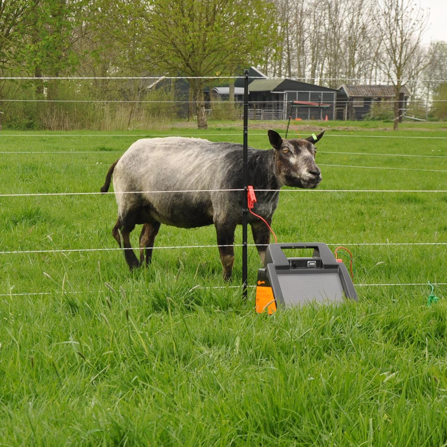 Dekking Inleg Ziekte Schapen hek en afrastering voor geiten