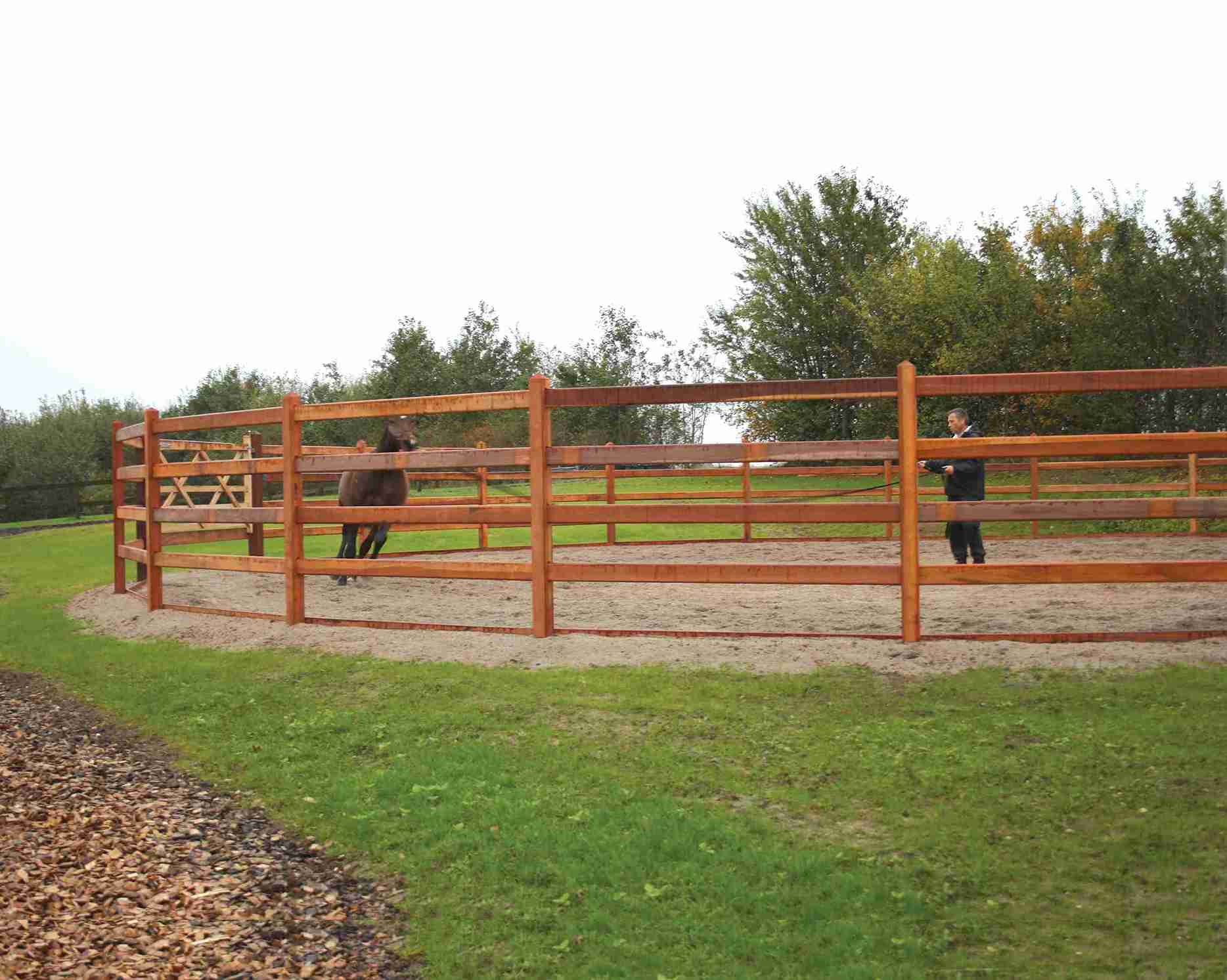 Een bruin paard wordt rondgeleid in een roundpen door een paardentrainer.