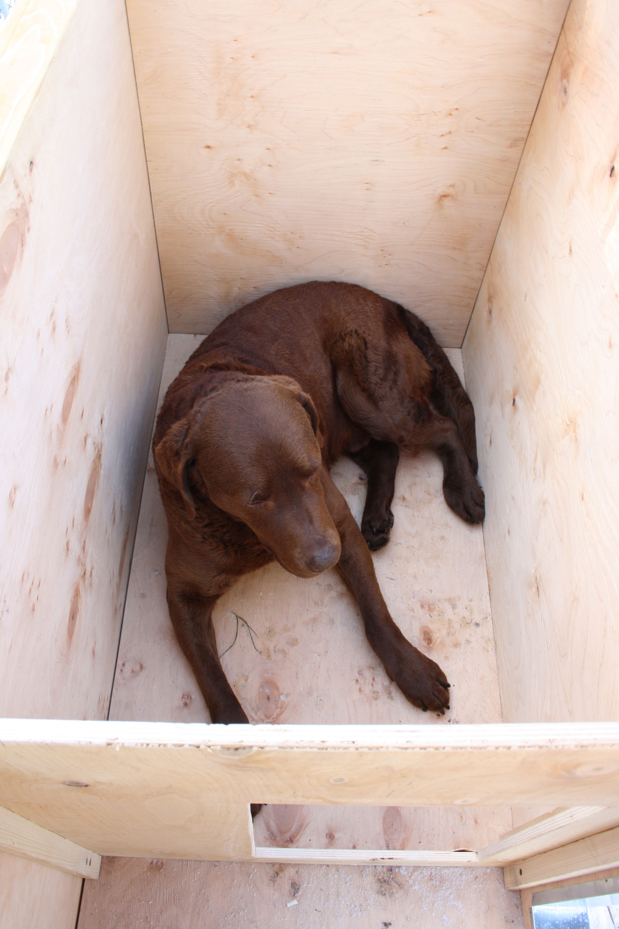 Een Labrador zit in een geïsoleerd houten hondenhok.