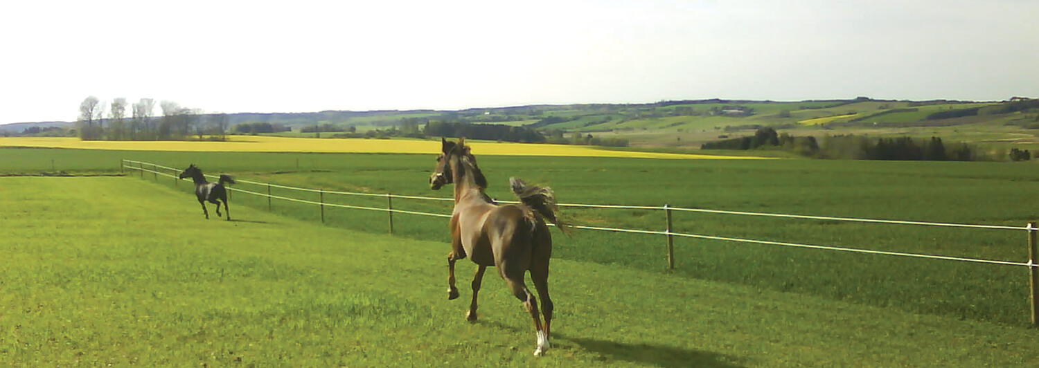 Twee paarden galopperen langs het elektrische hek in hun paardenstal.