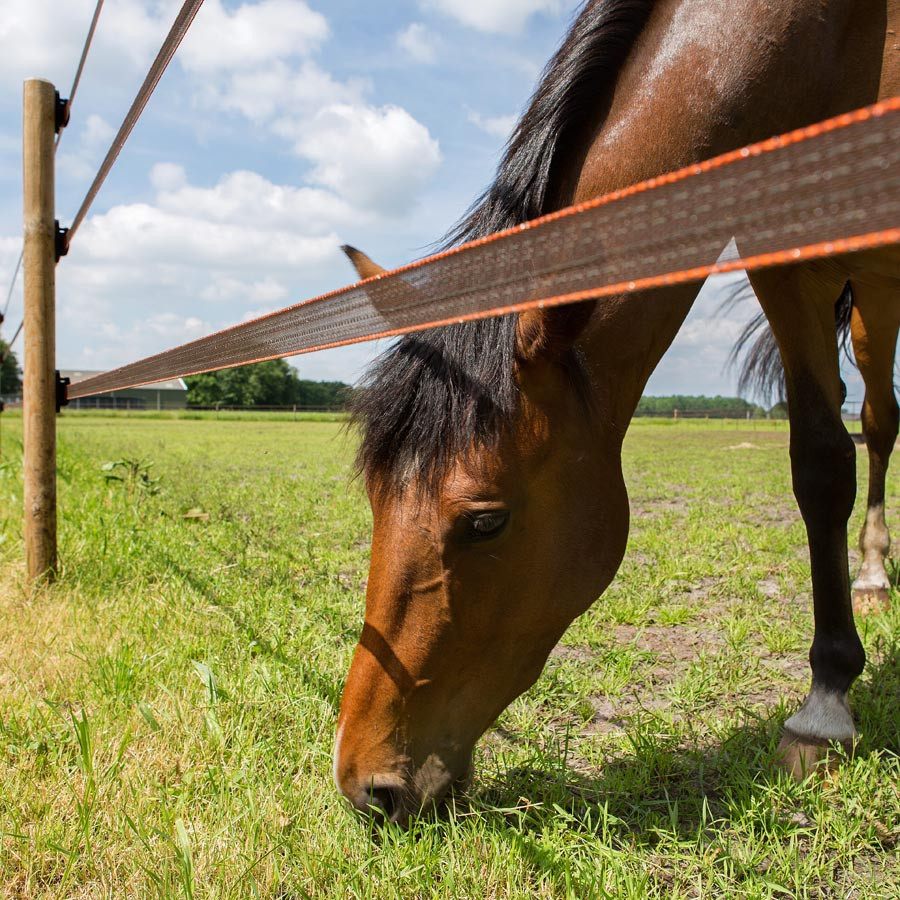 Een bruin paard eet het gras onder een band elektrische afrastering.