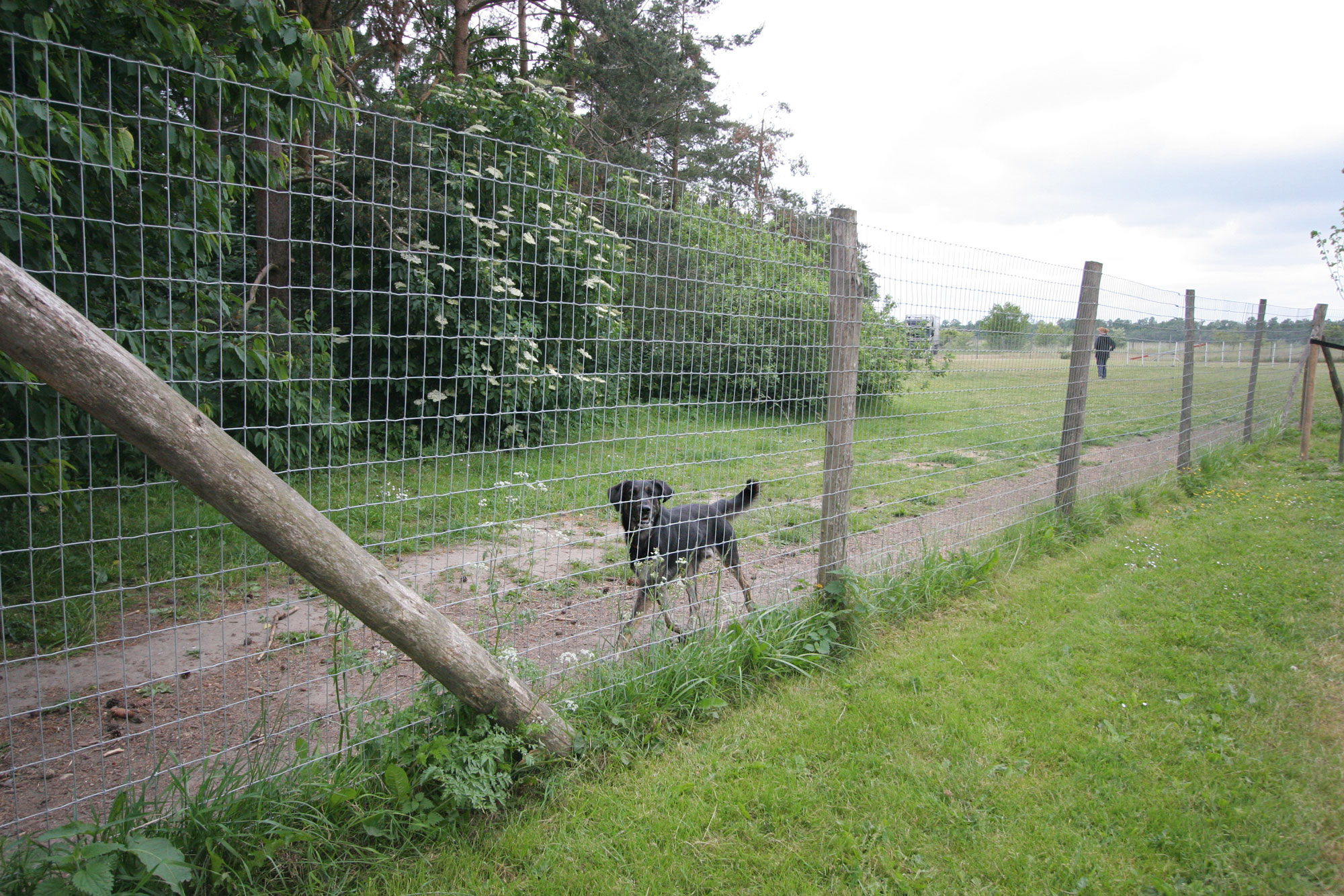 | Hondenren - vrije uitloop honden