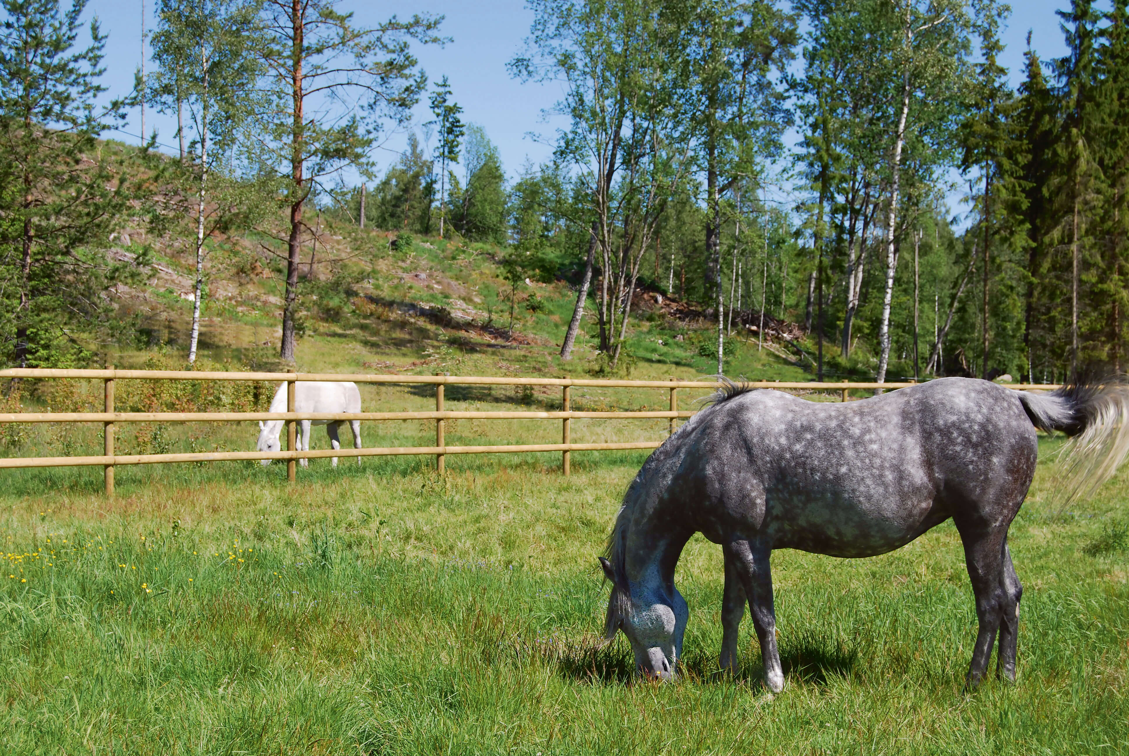 Durf bloem Snel Omheining en afrastering paarden