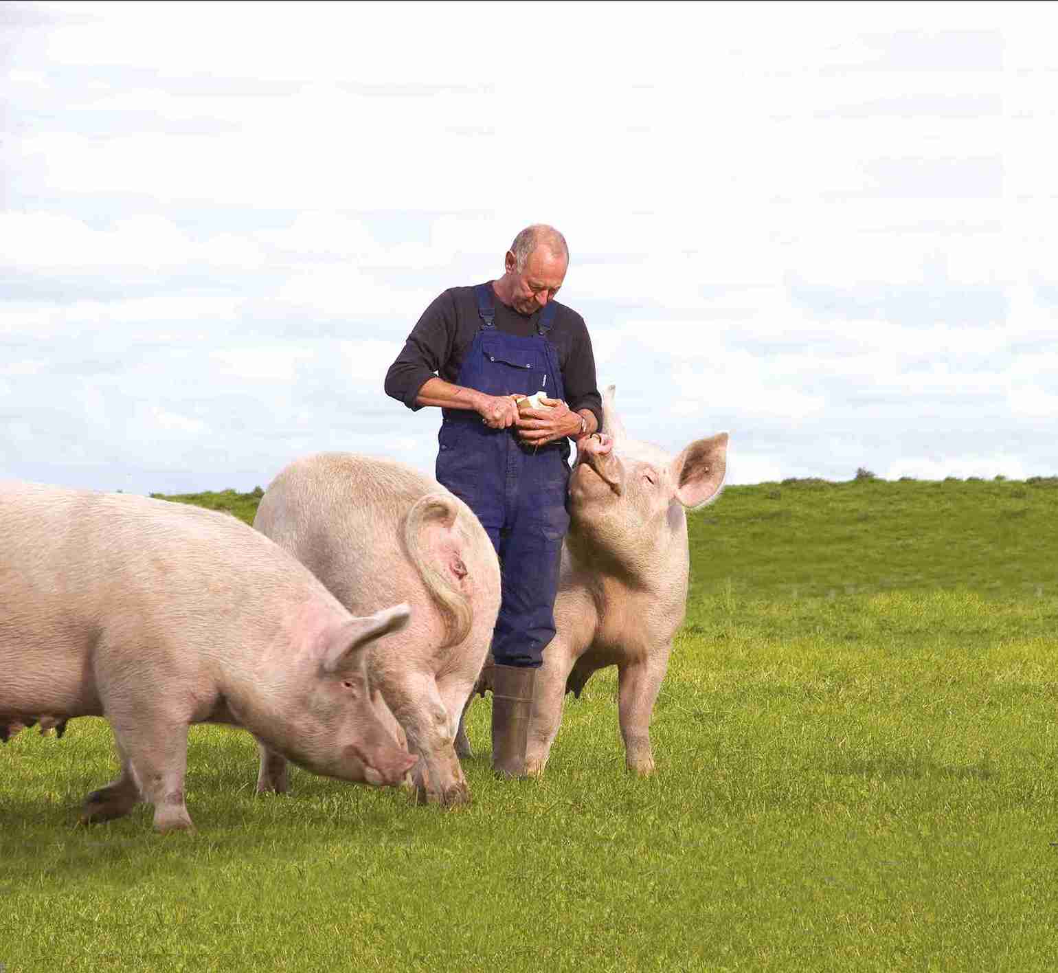 Een varkensboer staat in een omheining omringd door drie grote varkens.