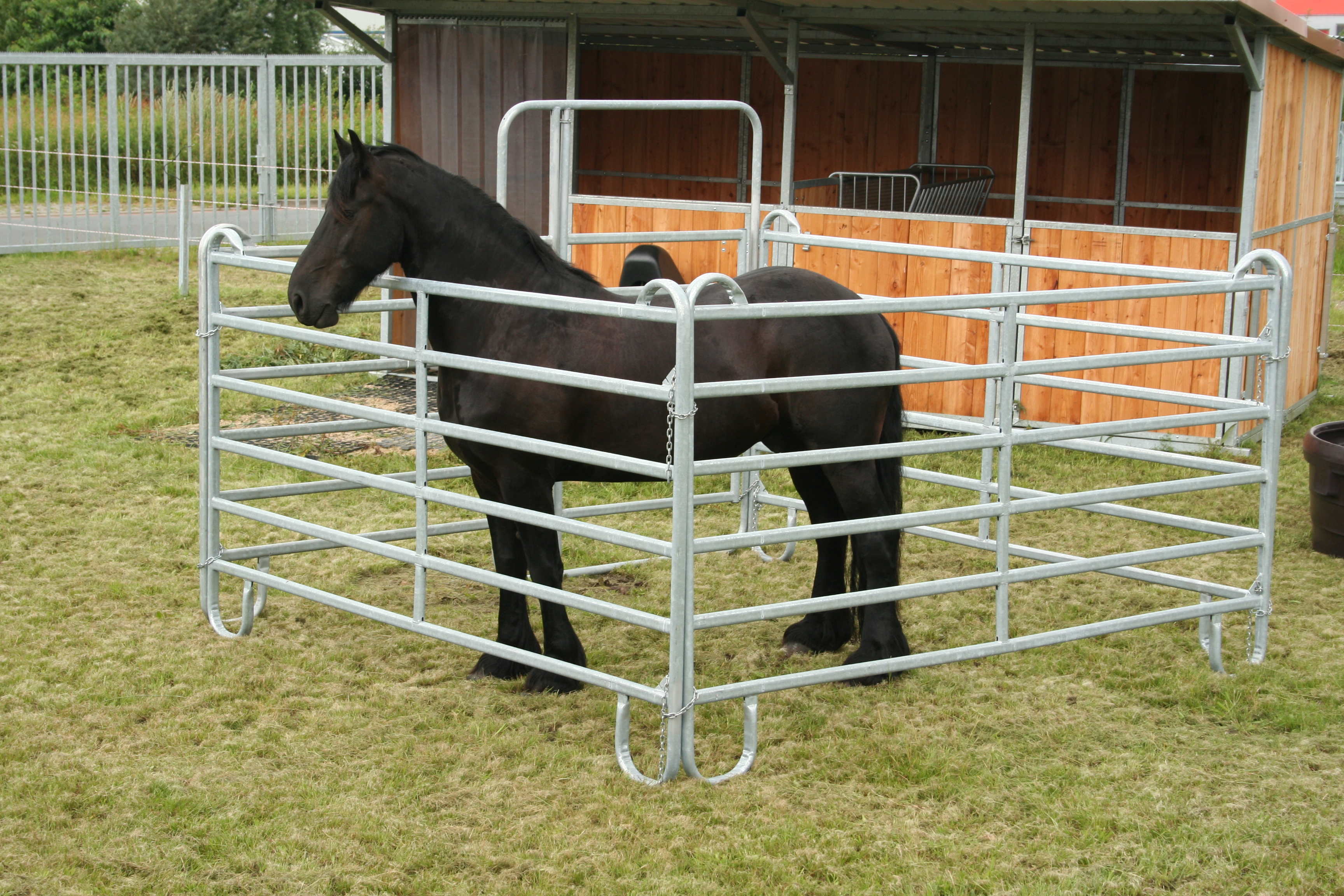 Zwart paard in Vangkraal elementen