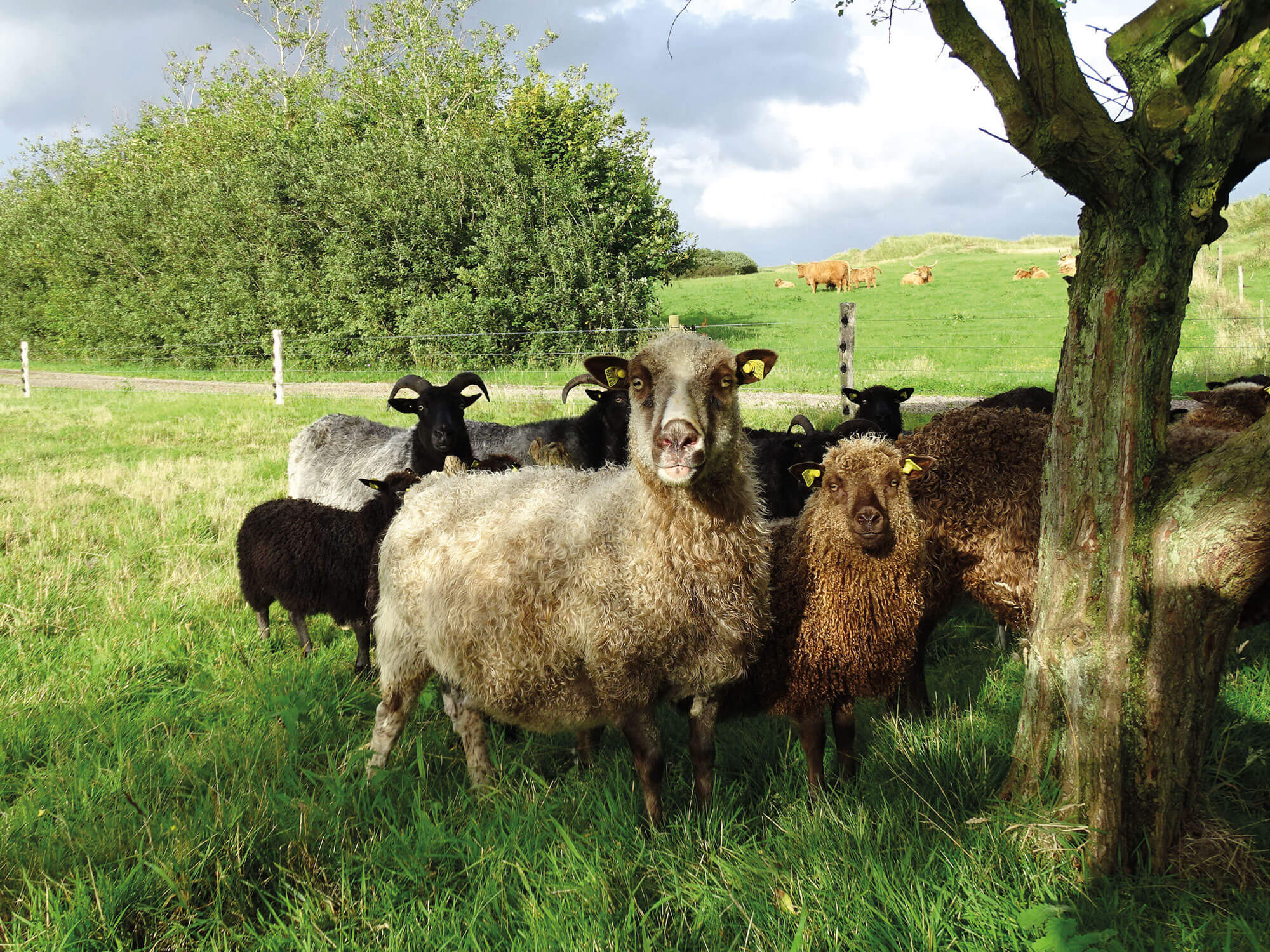 Een kudde schapen staat in de schaduw van een boom. Op de achtergrond is een kudde vee te zien in een andere plooi.